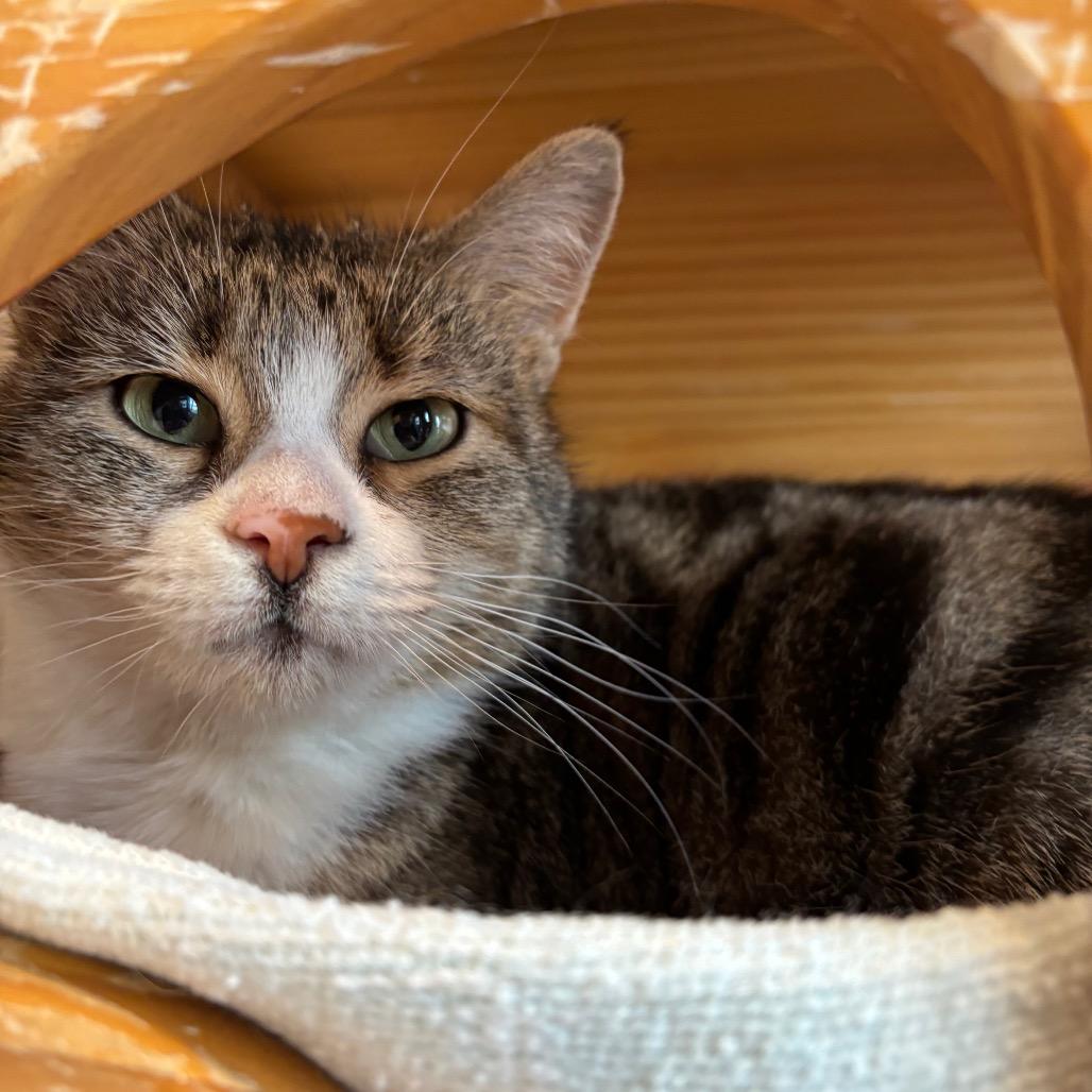 Enlarge Tallah, a Adoptable Domestic Short Hair in Washington Township, OH image 1/2