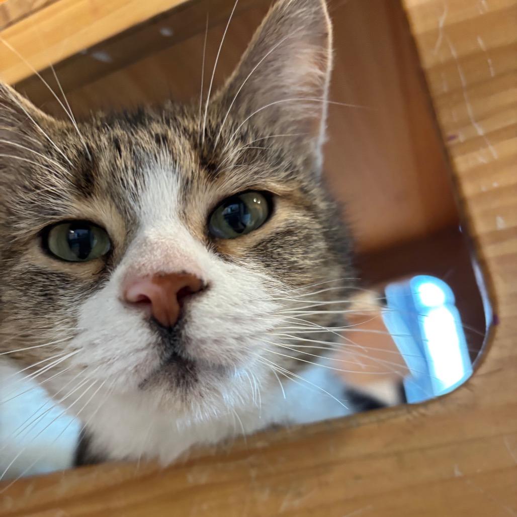 Enlarge Tallah, a Adoptable Domestic Short Hair in Washington Township, OH image 2/2