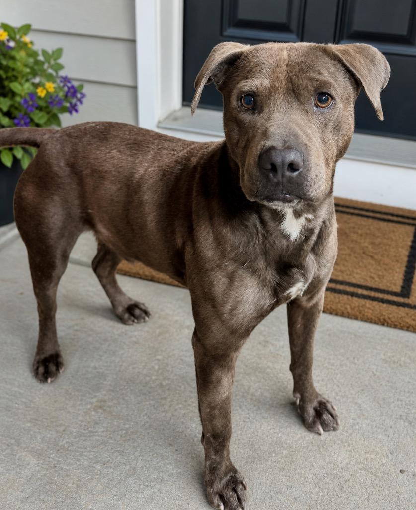 Blue Boy, Adopted, Adult Male Pit Bull Terrier & Mixed Breed.