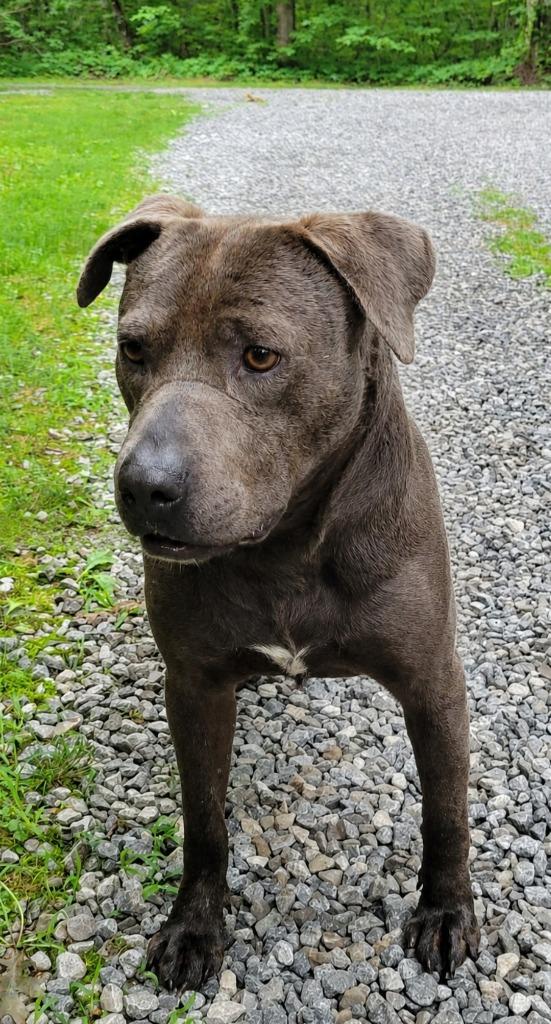 Enlarge Blue Boy, a Adopted mixed breed in Crossville, TN image 2/5