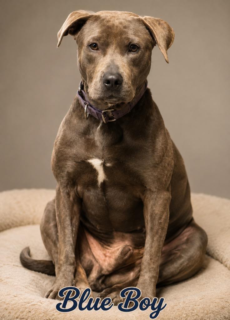 Enlarge Blue Boy, a Adopted mixed breed in Crossville, TN image 3/5