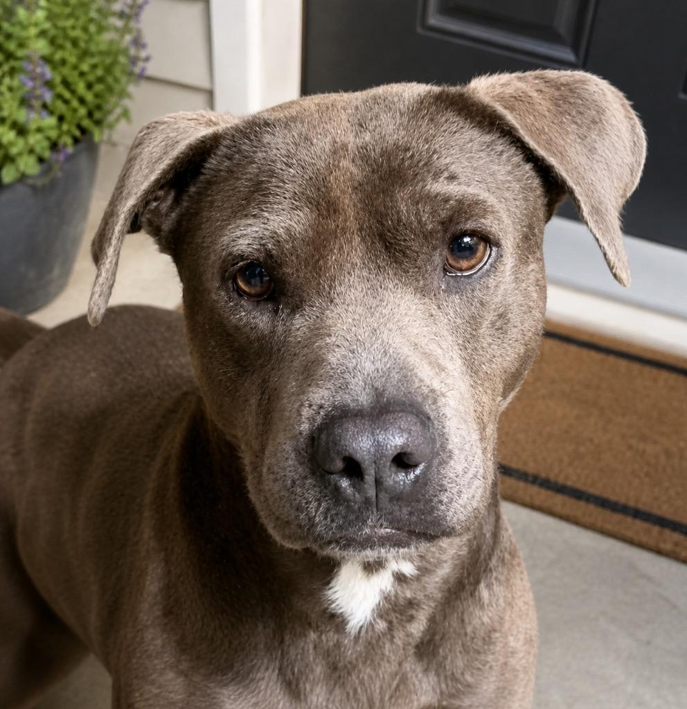 Enlarge Blue Boy, a Adopted mixed breed in Crossville, TN image 4/5