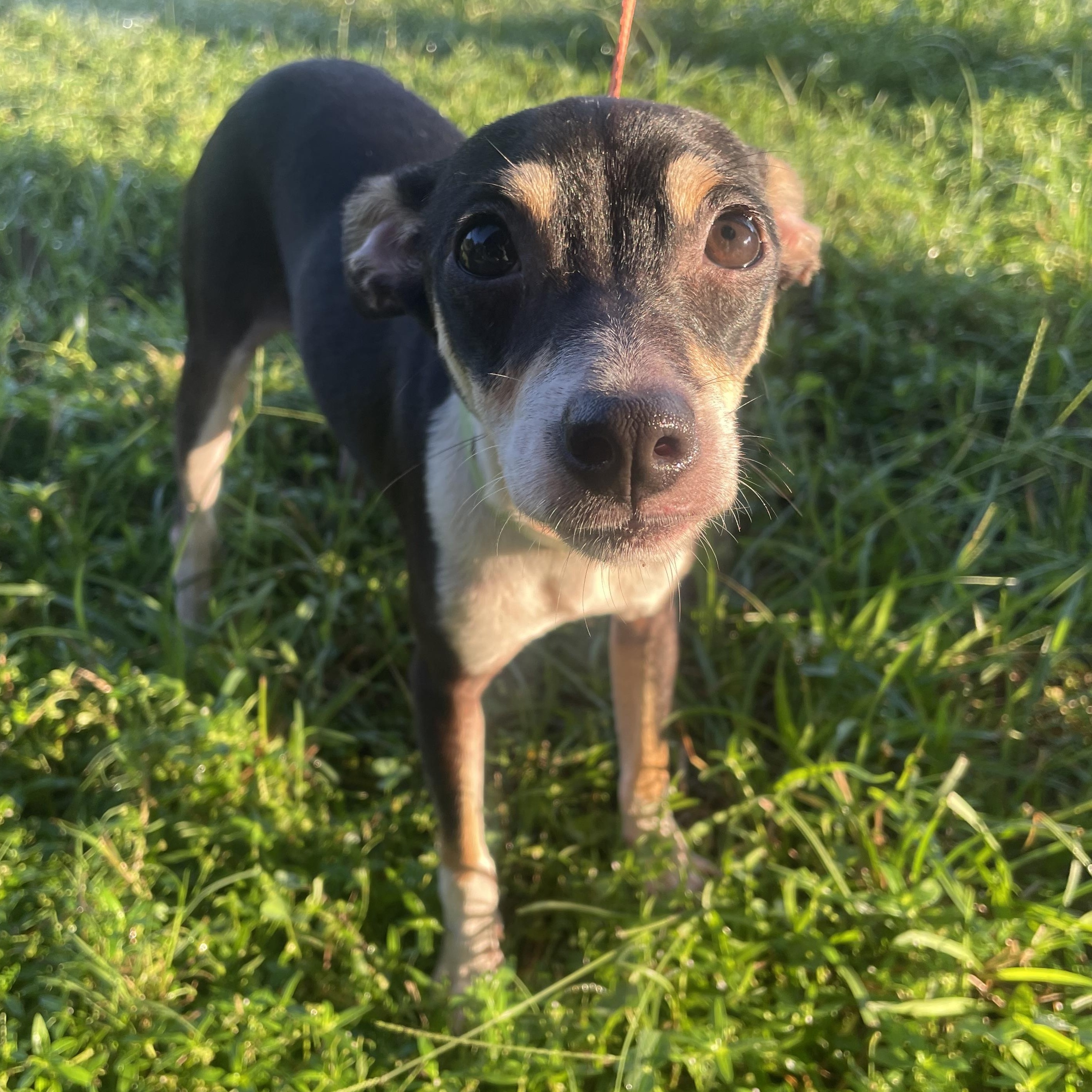 Enlarge Ollie, a Adoptable mixed breed in Winnie, TX image 1/2