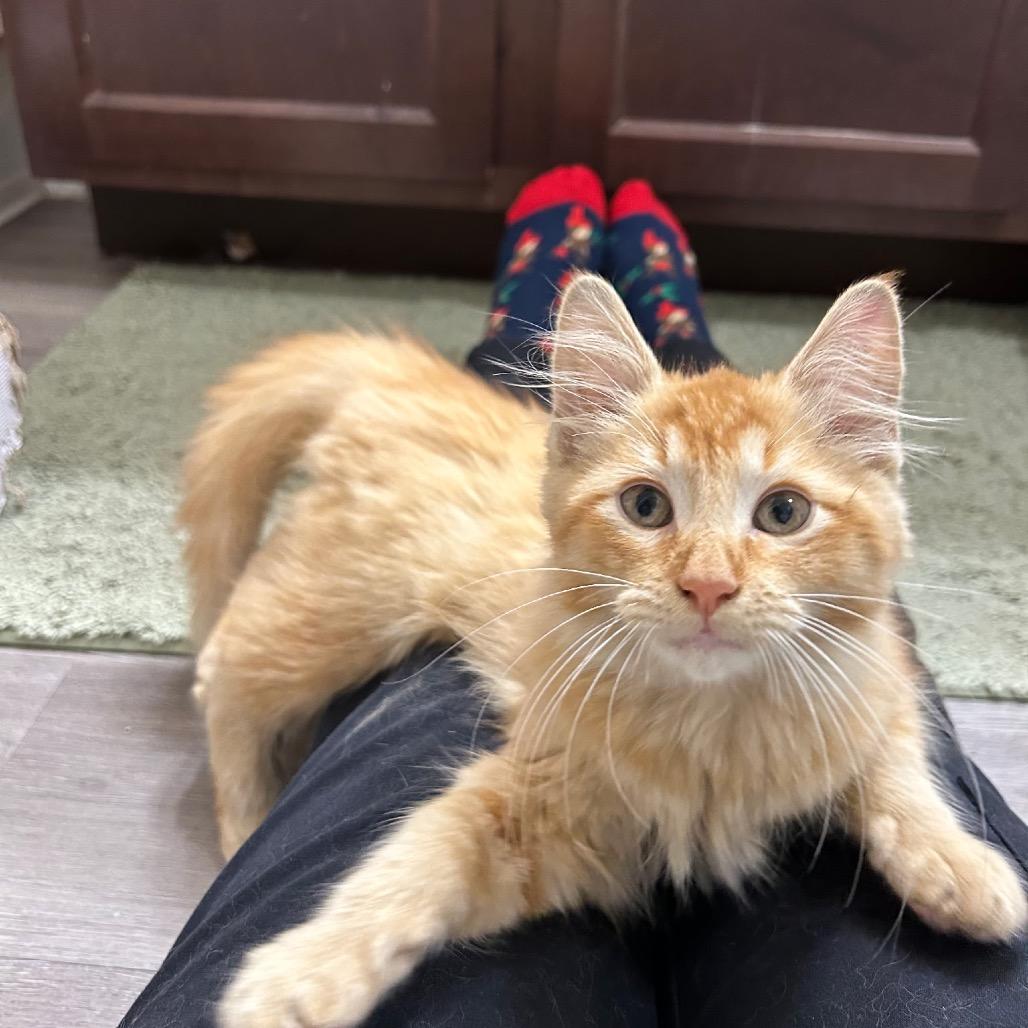 Enlarge Nutmeg, a Adoptable Domestic Long Hair in Missouri City, TX image 1/3