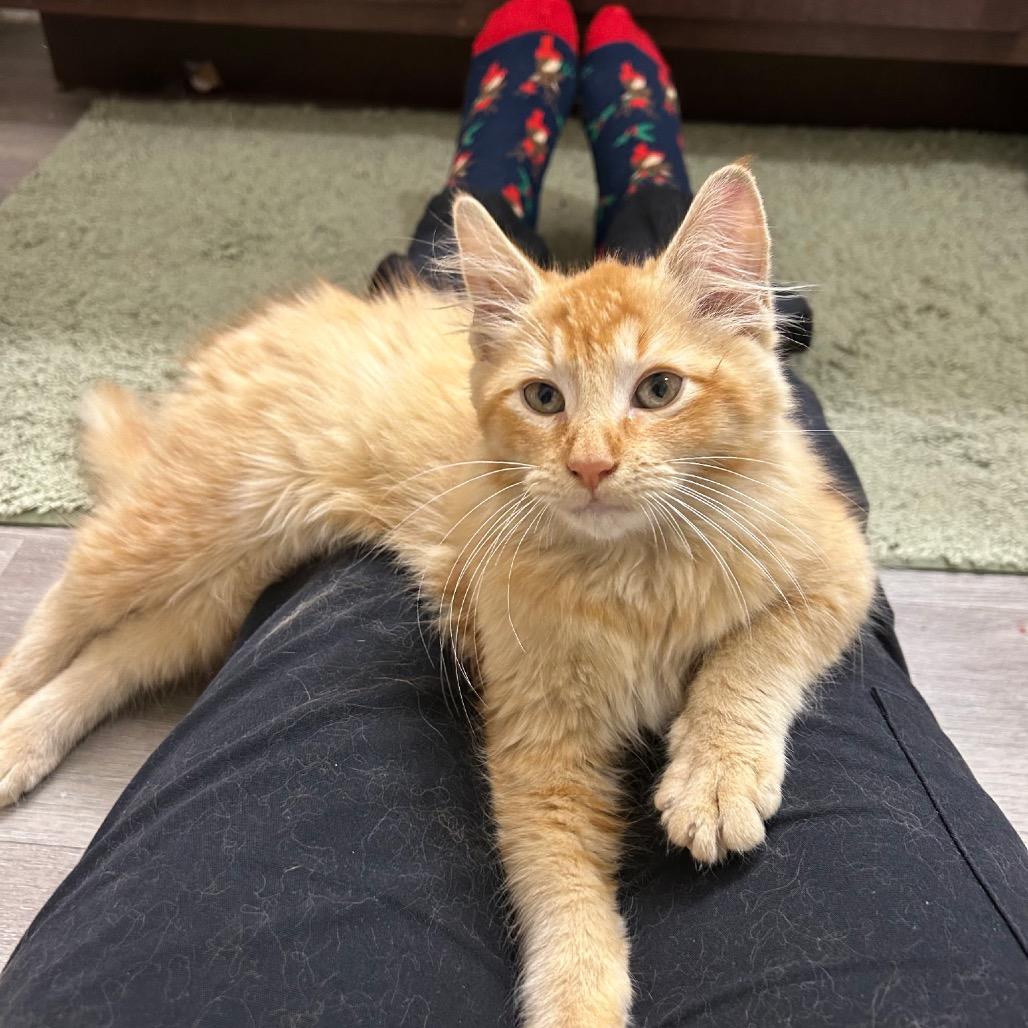 Enlarge Nutmeg, a Adoptable Domestic Long Hair in Missouri City, TX image 2/3