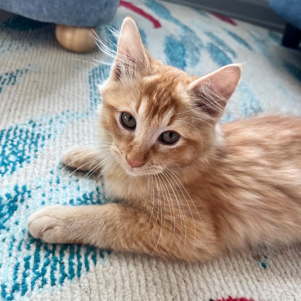 Enlarge Nutmeg, a Adoptable Domestic Long Hair in Missouri City, TX image 3/3