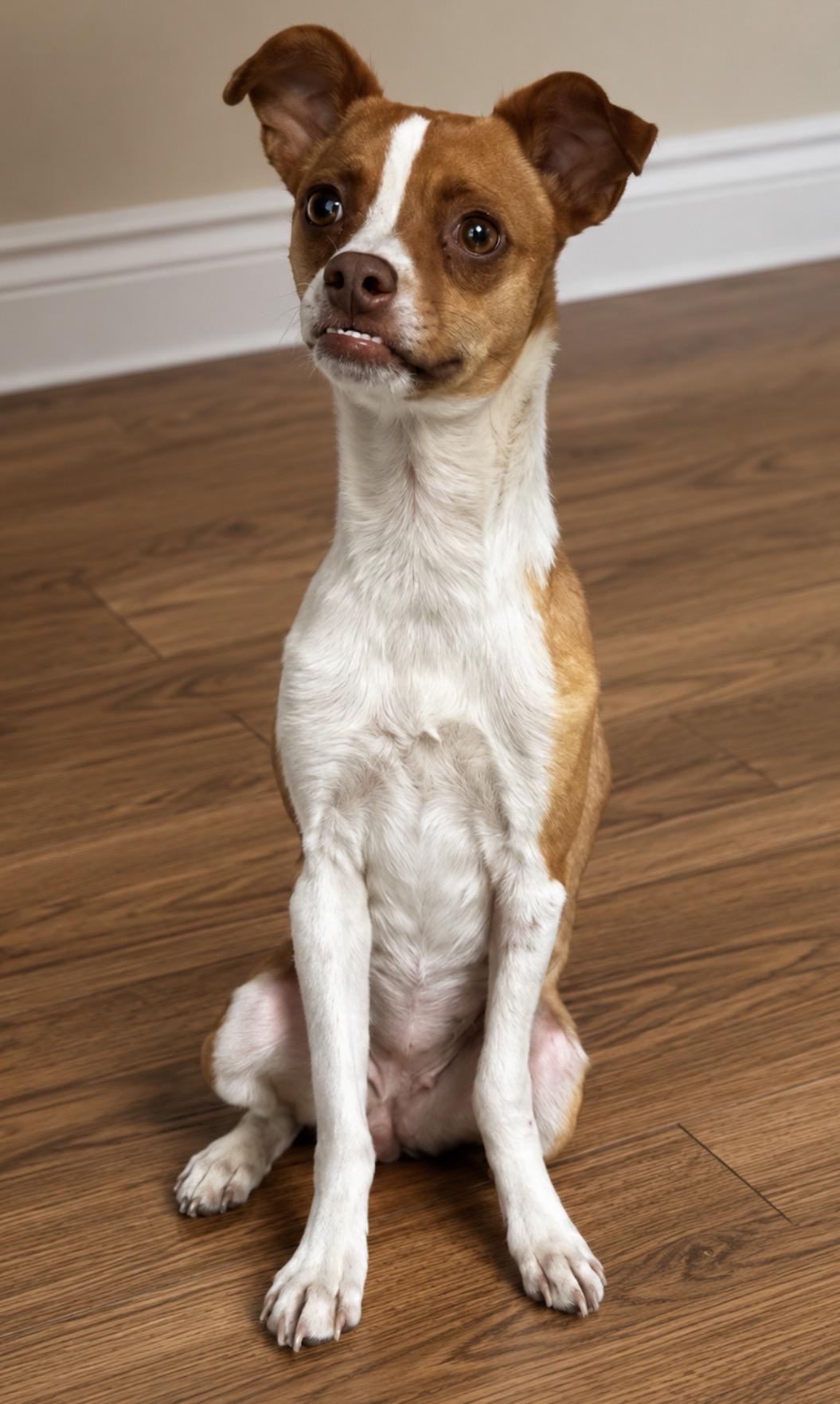 Enlarge Chrissy, a ADOPTABLE mixed breed in Calabash, NC image 2/3