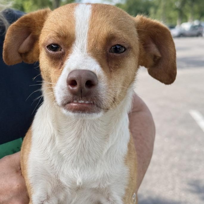 Chrissy, ADOPTABLE, Adult Female Jack Russell Terrier.