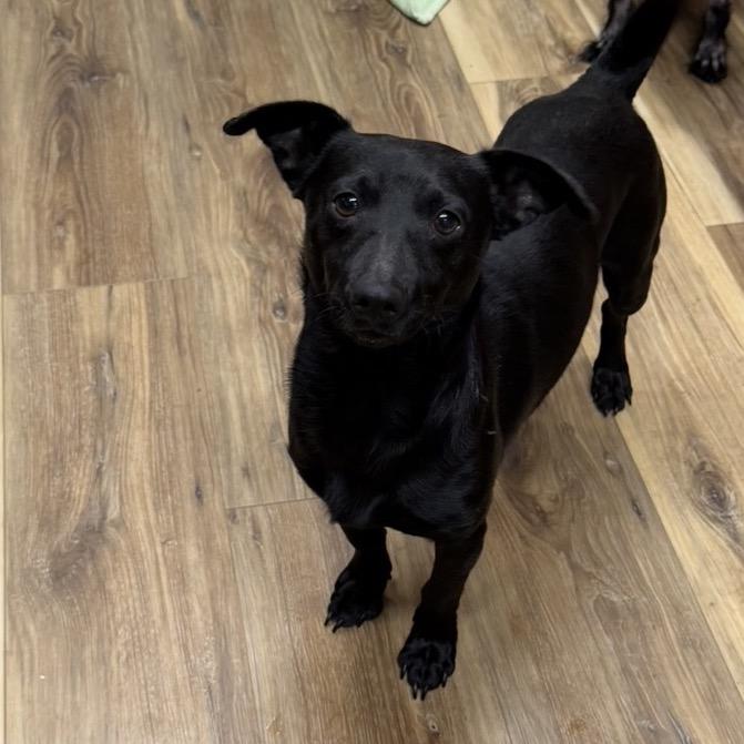 George, a Adoptable Dachshund in Rockville, MD image 1/6