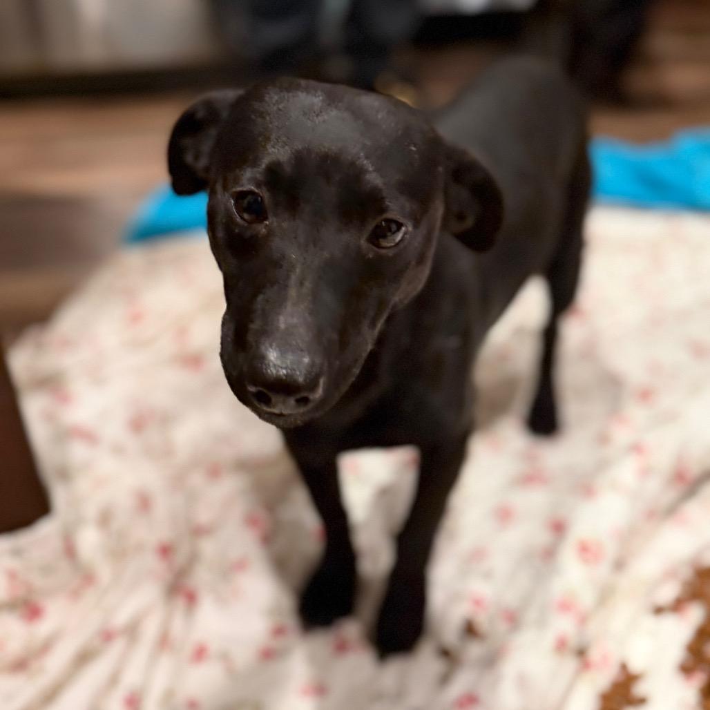 George, a Adoptable Dachshund in Rockville, MD image 2/6