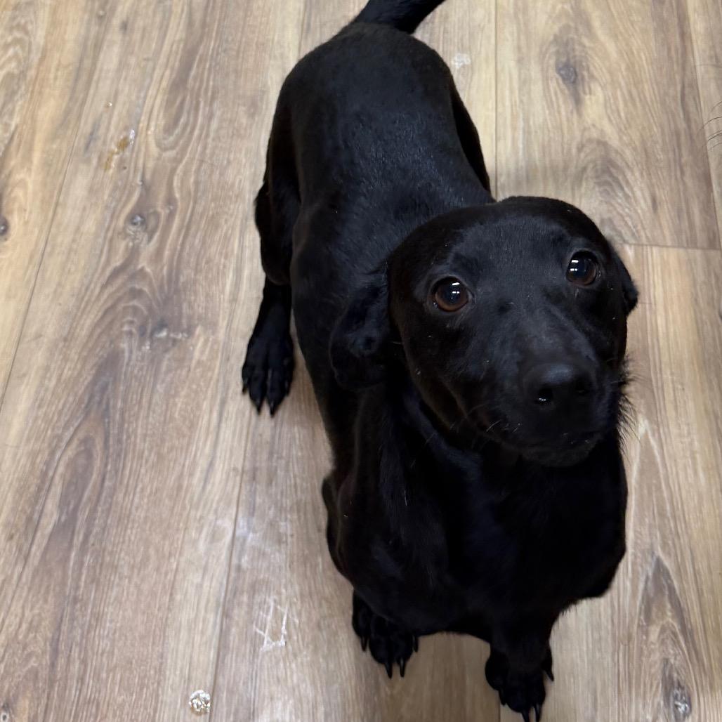 George, a Adoptable Dachshund in Rockville, MD image 3/6