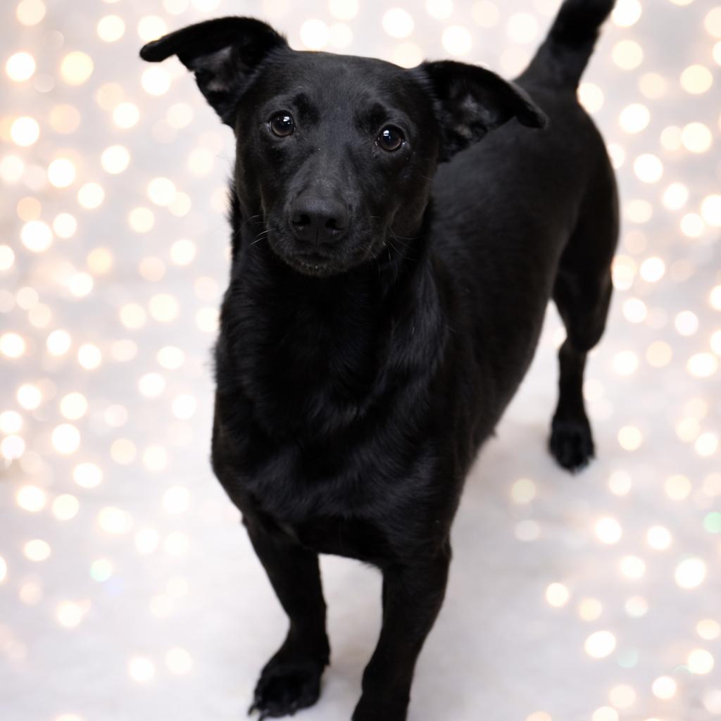 George, a Adoptable Dachshund in Rockville, MD image 4/6