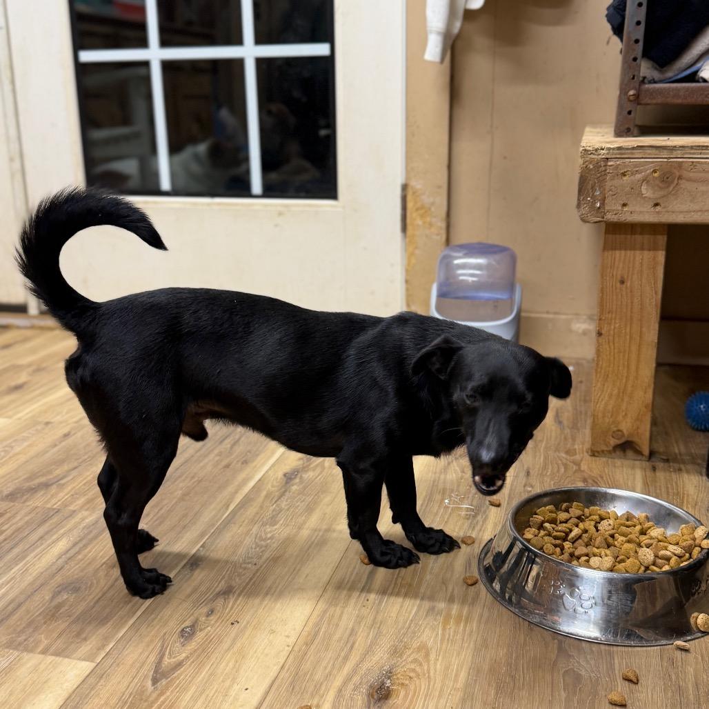 George, a Adoptable Dachshund in Rockville, MD image 5/6