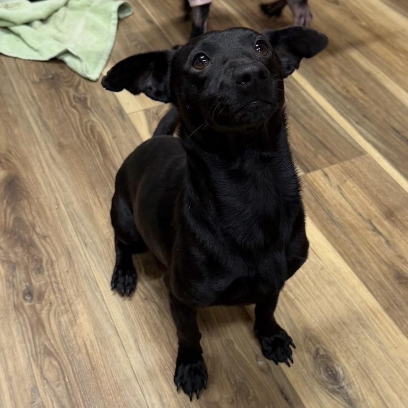 George, a Adoptable Dachshund in Rockville, MD image 6/6