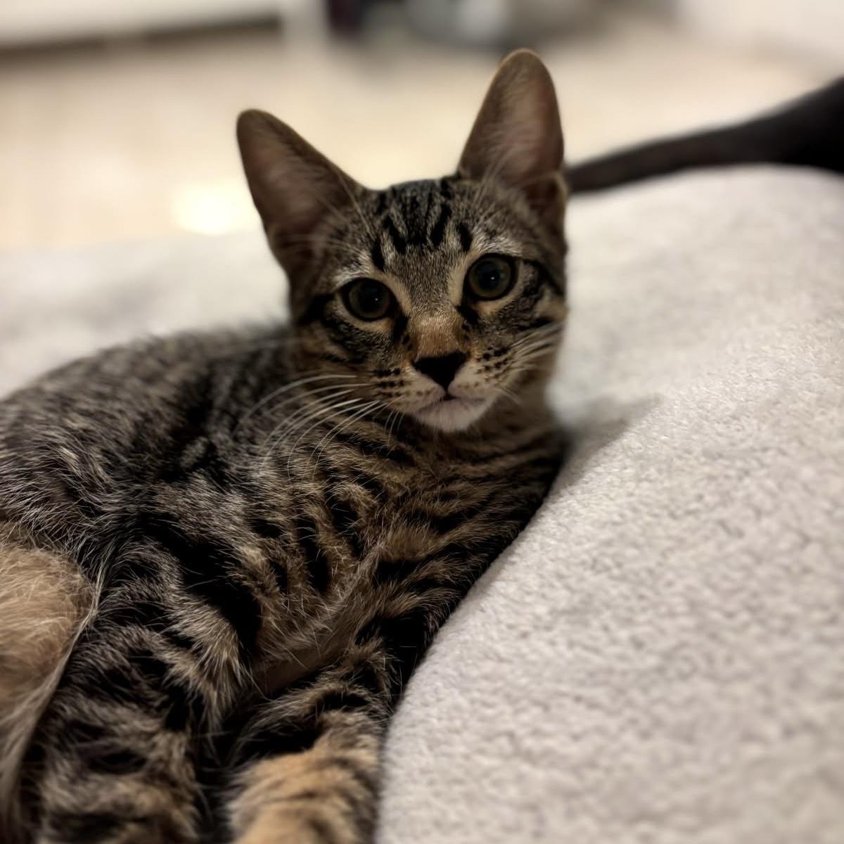 Enlarge Sleepy, an adoptable Tabby in Huntington Beach, CA image 6/6