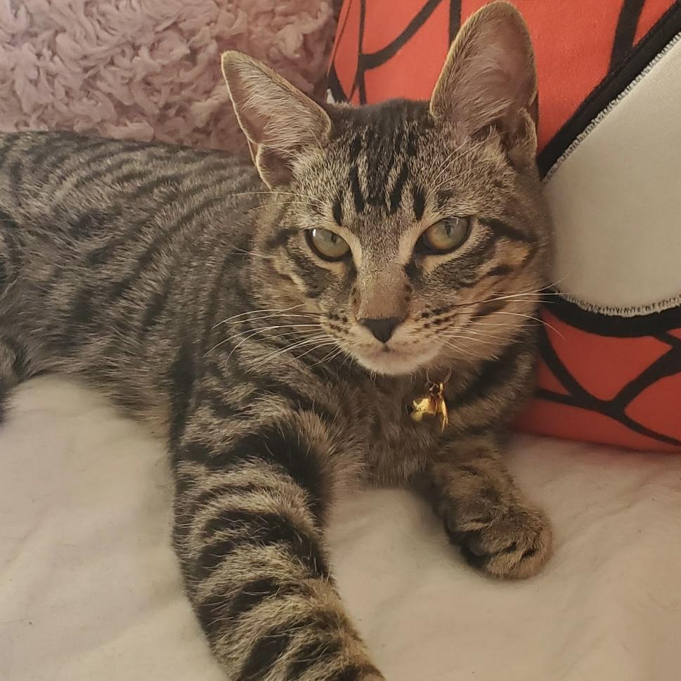 Enlarge Sleepy, an adoptable Tabby in Huntington Beach, CA image 1/6