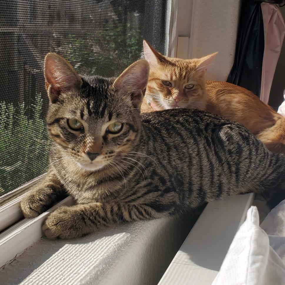 Enlarge Sleepy, an adoptable Tabby in Huntington Beach, CA image 2/6