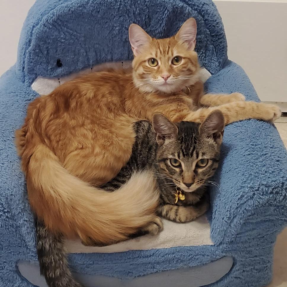 Enlarge Sleepy, an adoptable Tabby in Huntington Beach, CA image 3/6