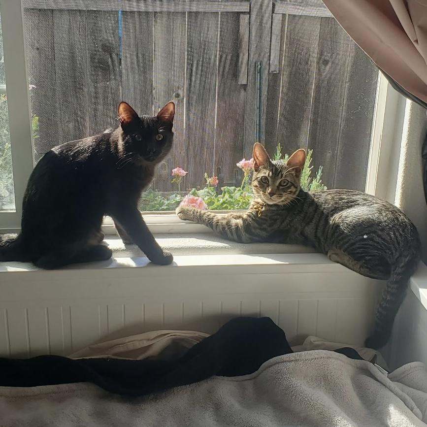 Enlarge Sleepy, an adoptable Tabby in Huntington Beach, CA image 5/6