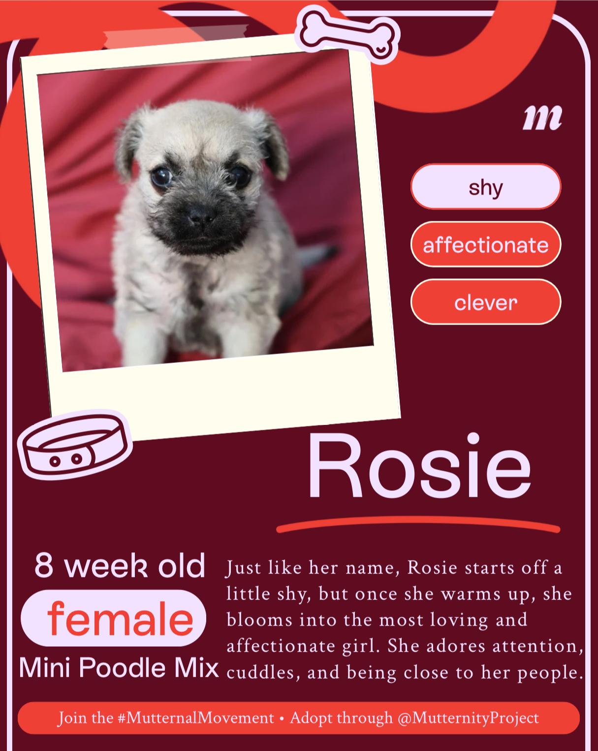 Rosie, a Adopted mixed breed in West Hollywood, CA image 2/2