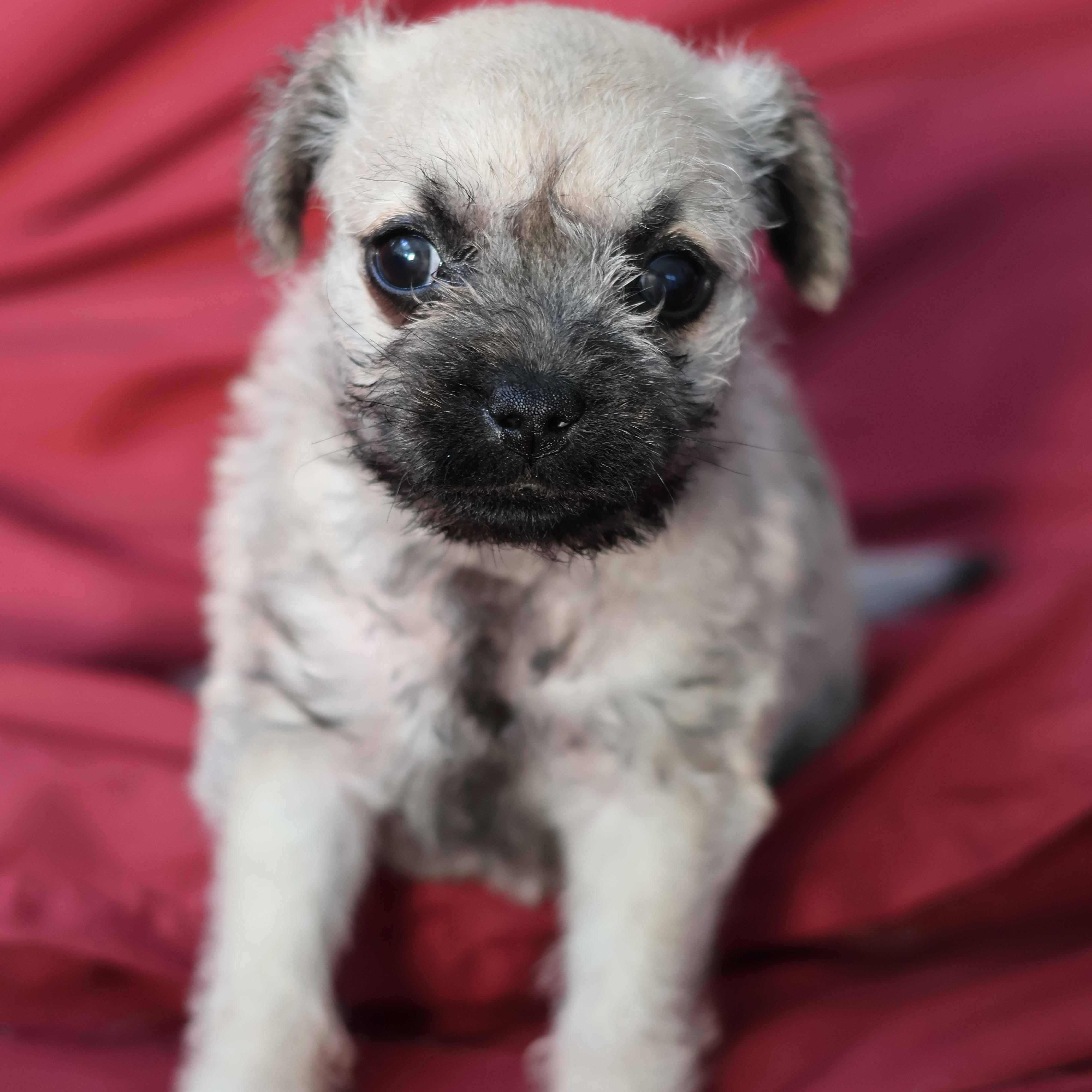 Rosie, a Adopted mixed breed in West Hollywood, CA image 1/2