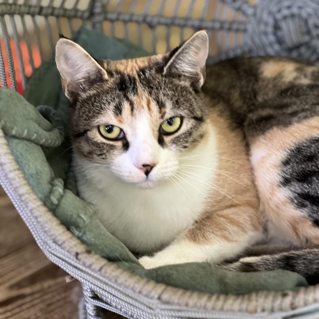 Sassy, a Adoptable Domestic Short Hair in Aldie, VA image 1/3
