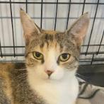 Sassy, a Adoptable Domestic Short Hair in Aldie, VA image 2/3