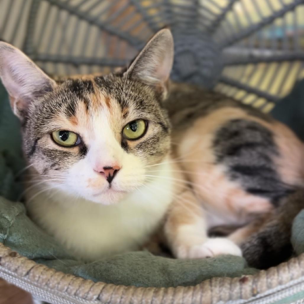 Sassy, a Adoptable Domestic Short Hair in Aldie, VA image 3/3
