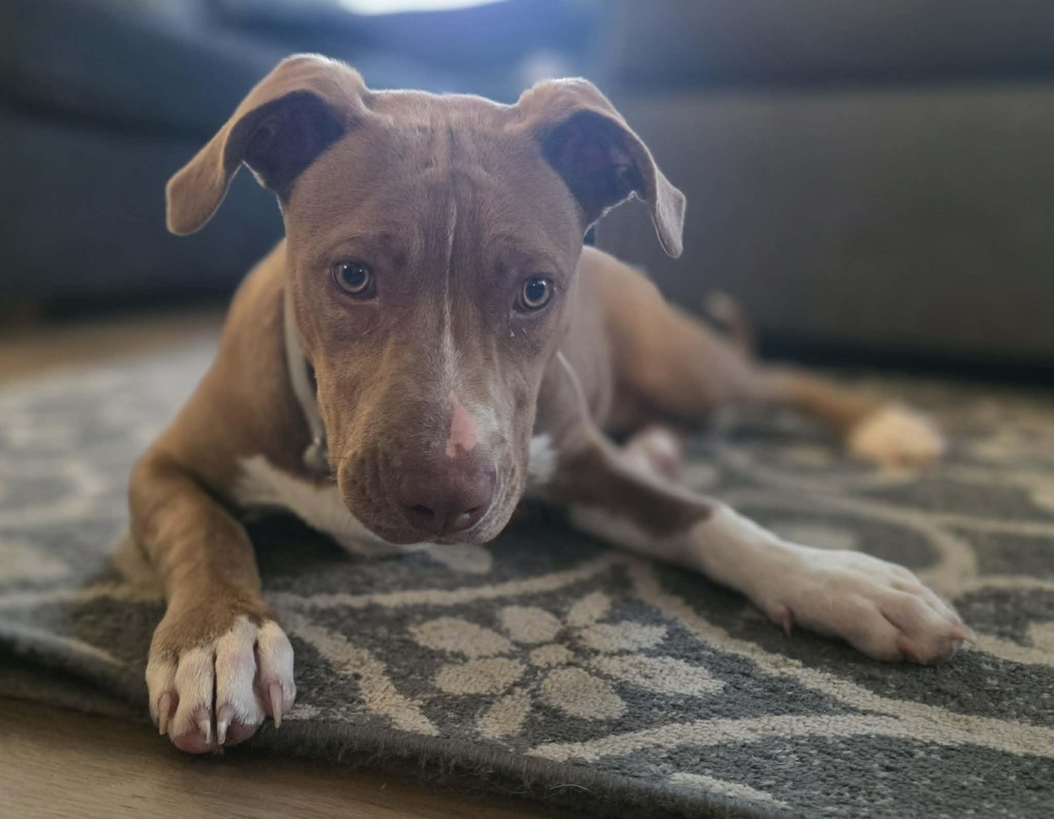 Rover, a ADOPTABLE Pit Bull Terrier in Blue Bell, PA image 5/6
