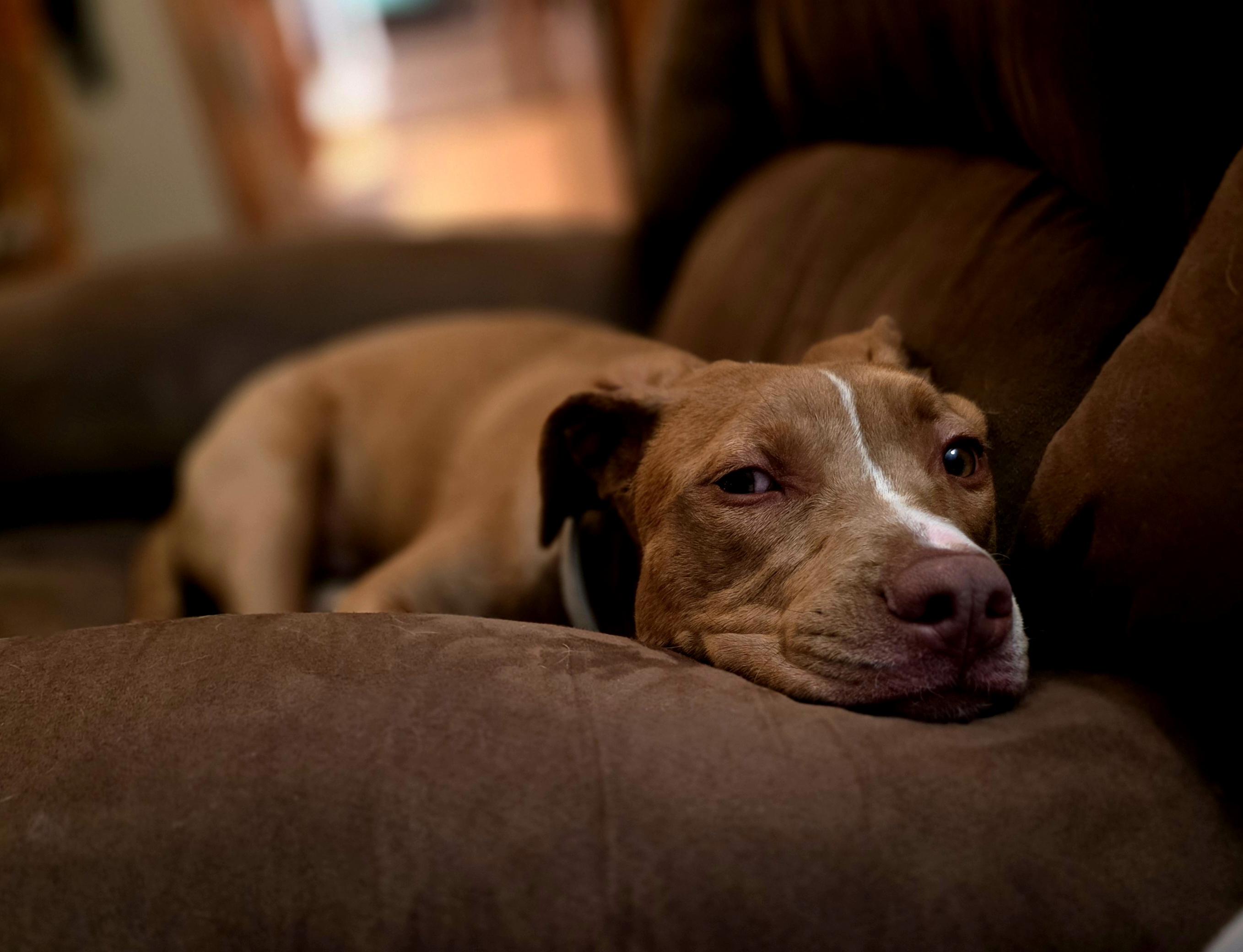 Rover — thumbnail 2