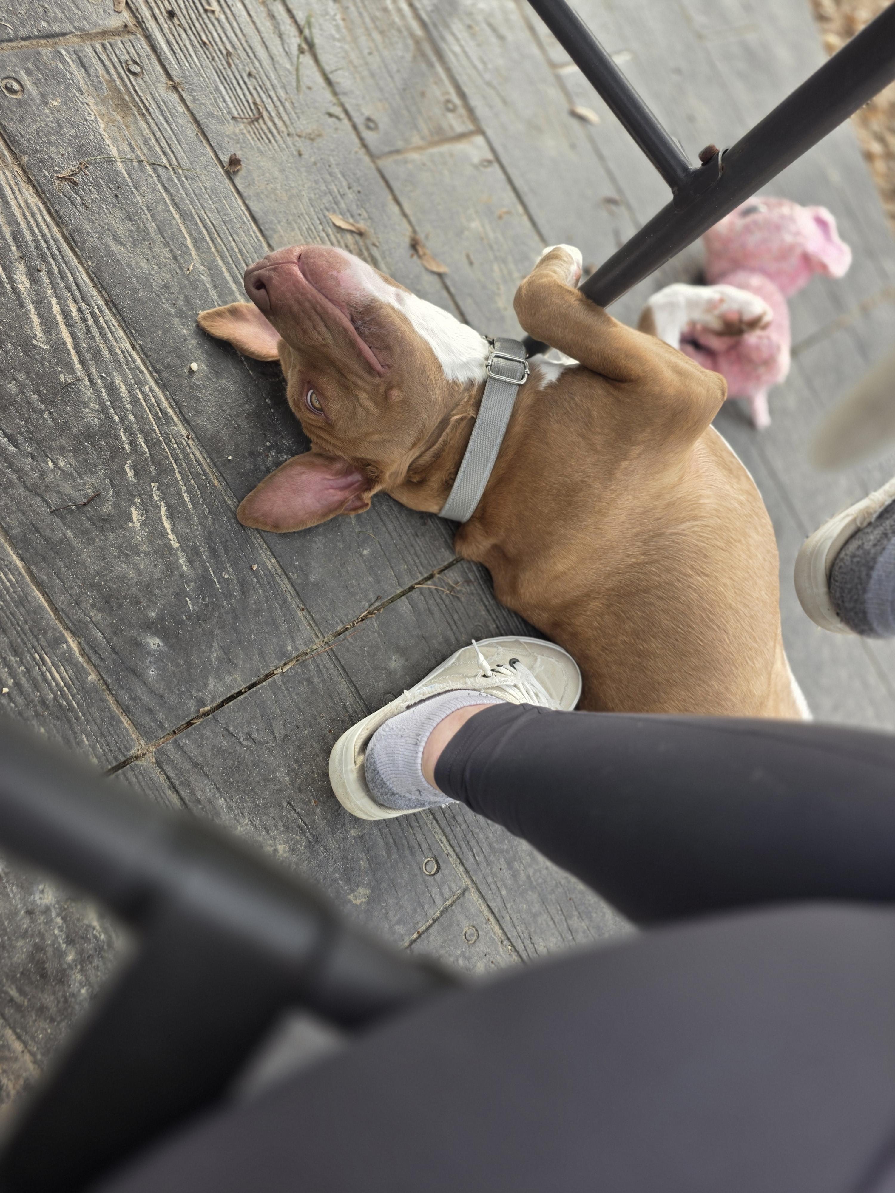 Rover — thumbnail 3