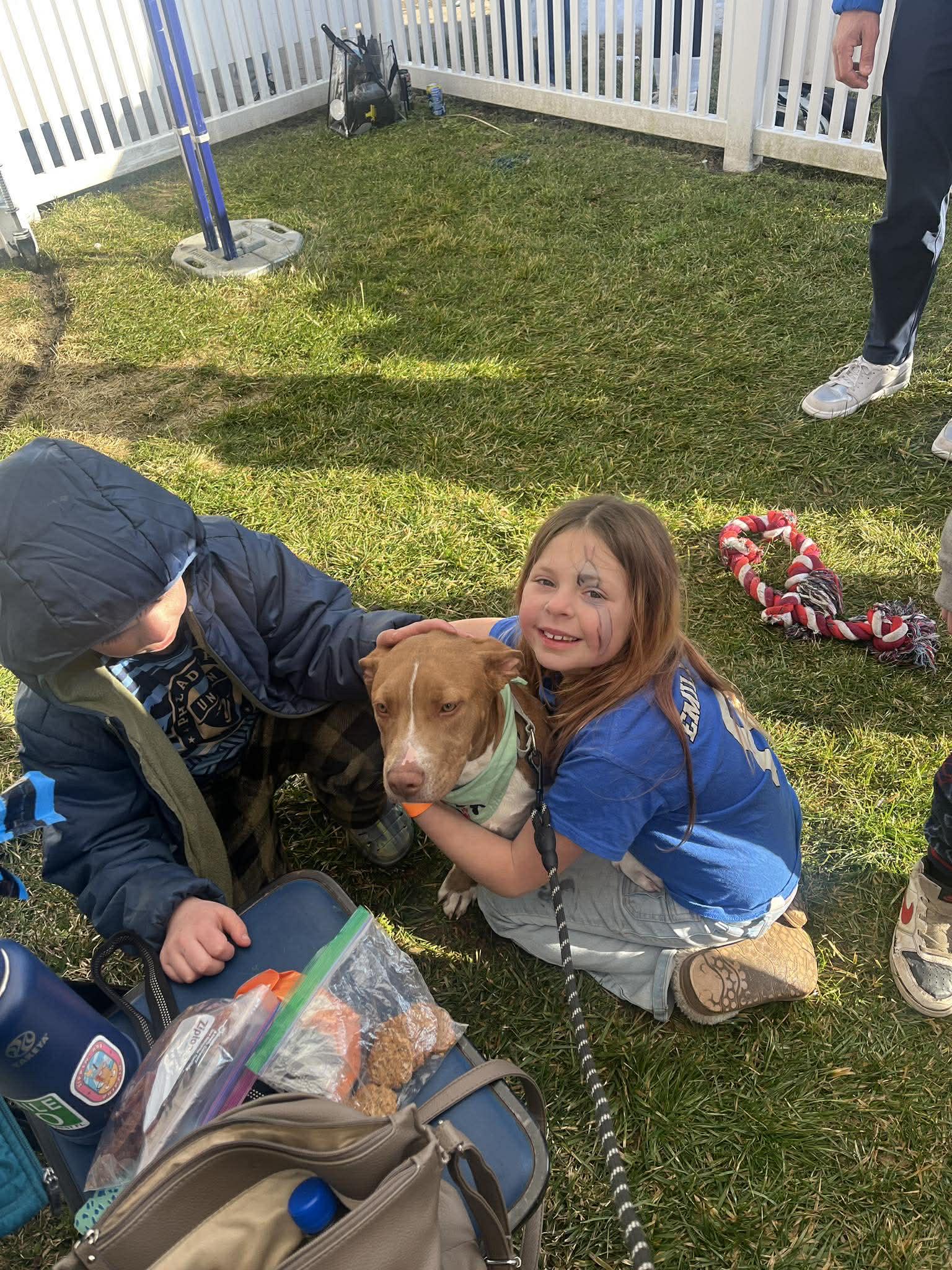 Rover, a ADOPTABLE Pit Bull Terrier in Blue Bell, PA image 4/6