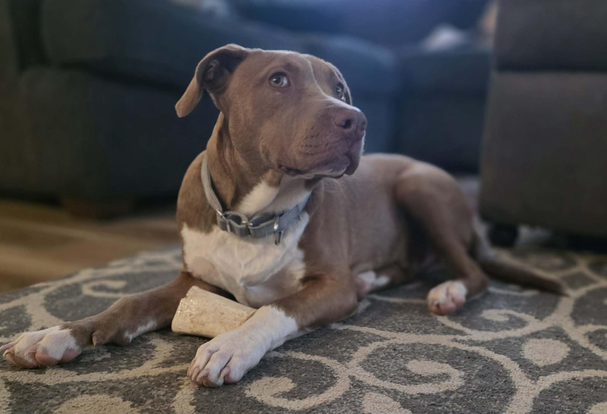 Rover, ADOPTABLE, Puppy Male Pit Bull Terrier.