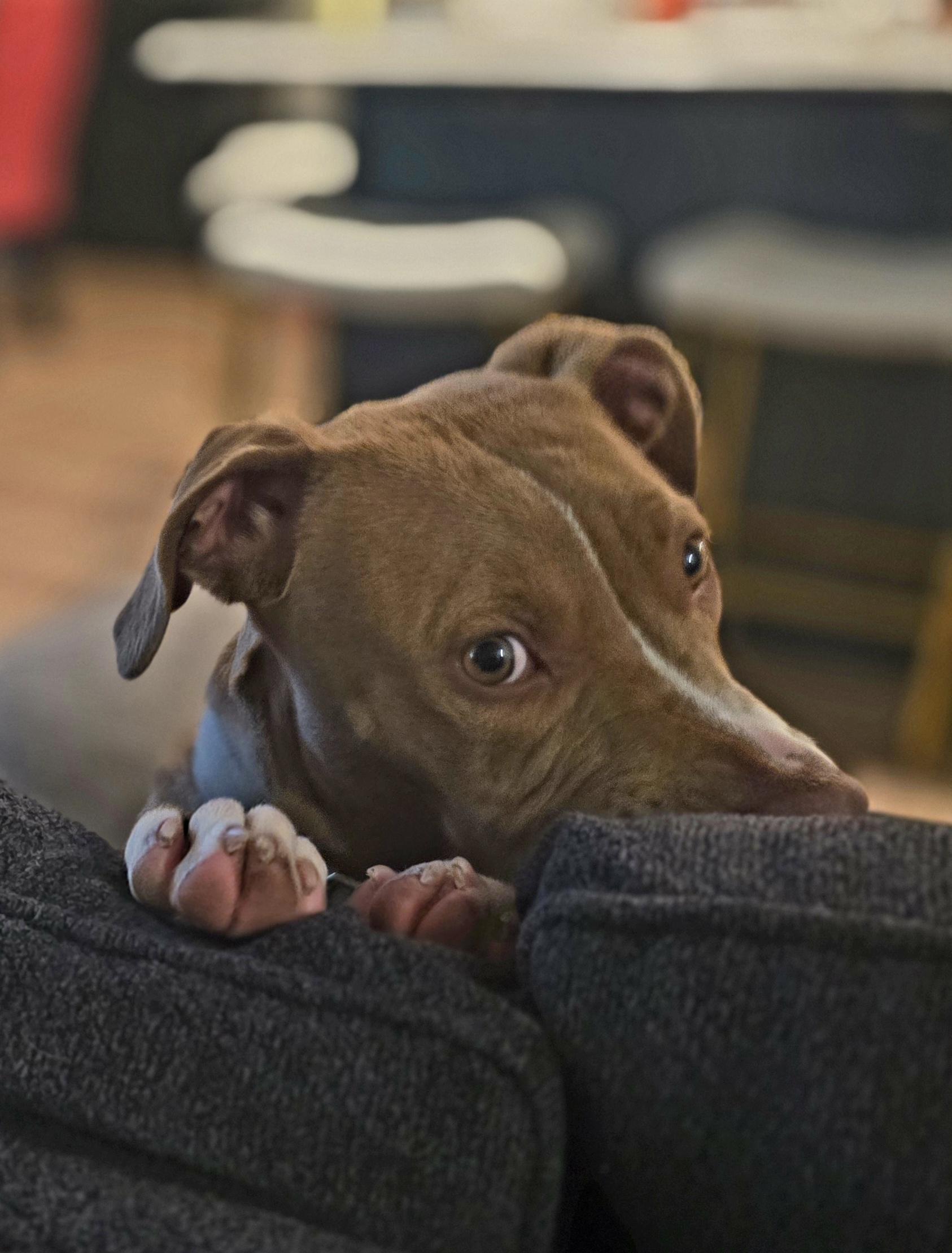 Rover — thumbnail 4