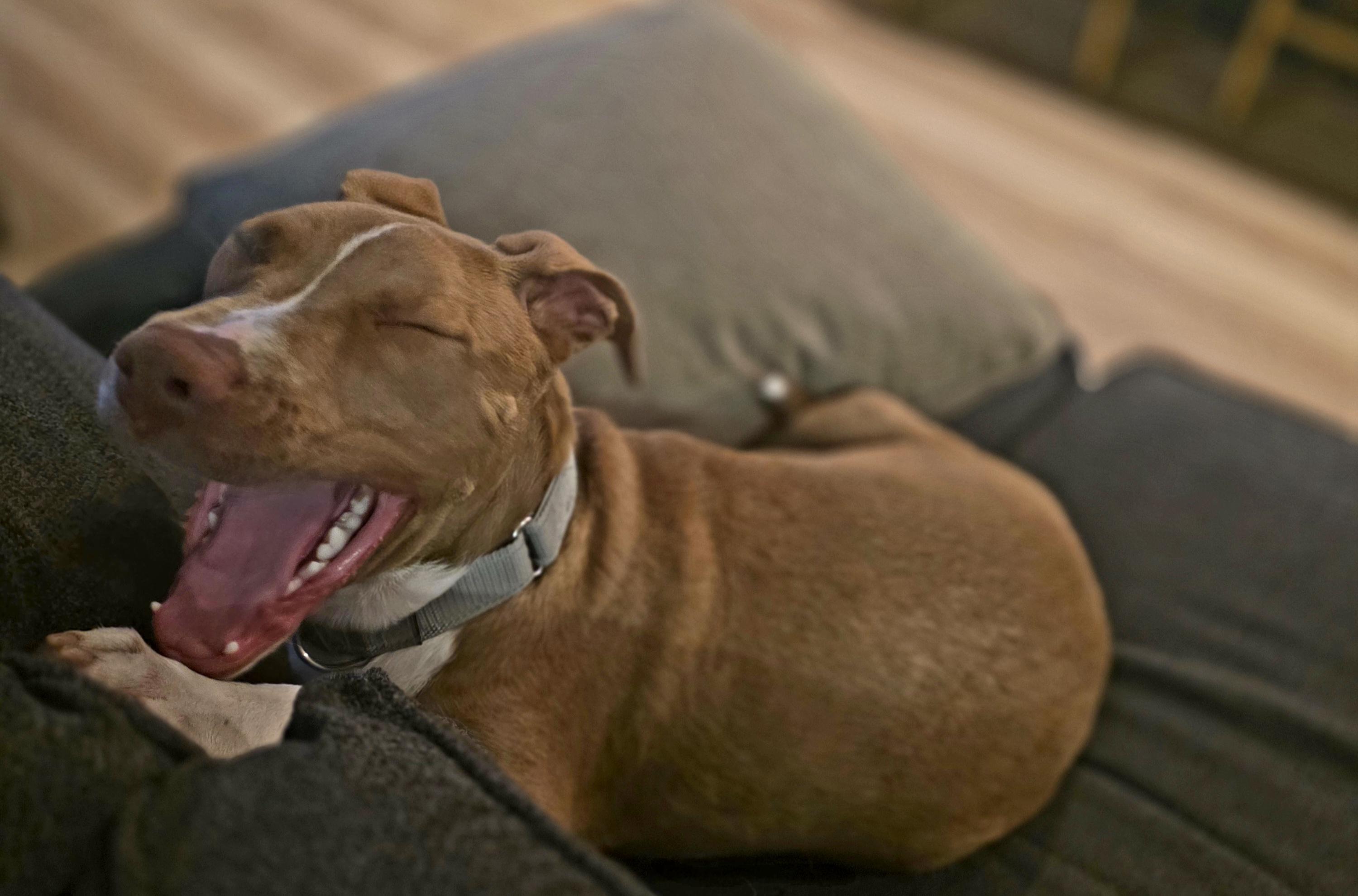 Rover — thumbnail 5