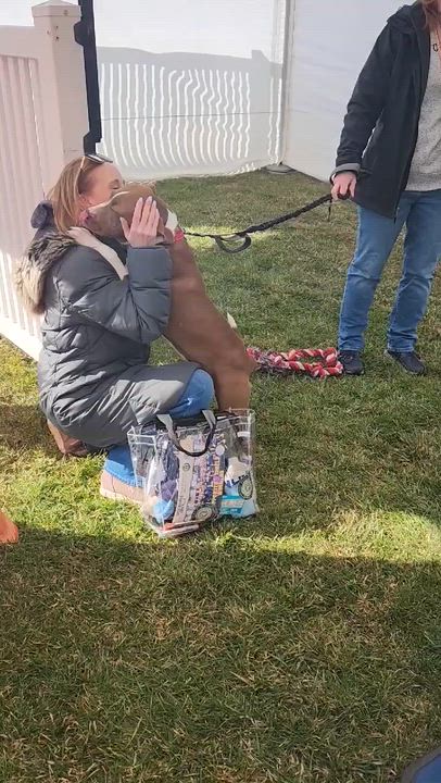 Enlarge Rover, a ADOPTABLE Pit Bull Terrier in Blue Bell, PA video 2/6