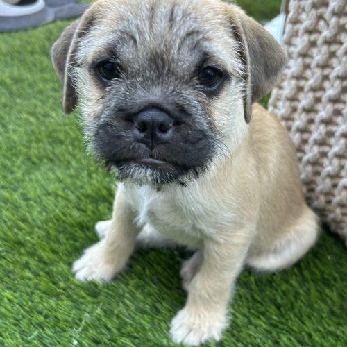 Ember, Adoptable, Puppy Male American Bulldog & Pug.