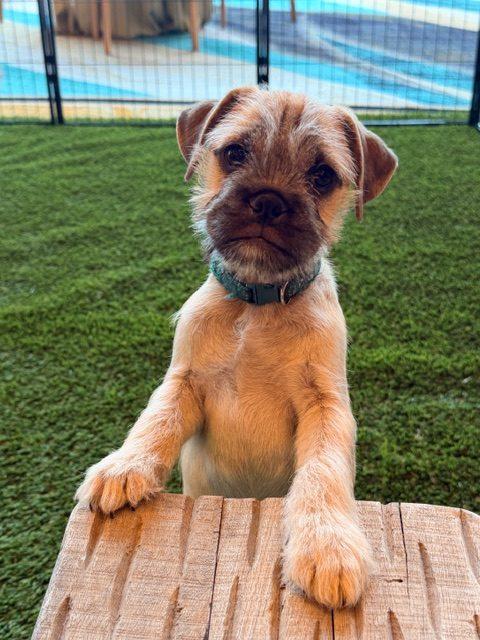 Enlarge Ember, a Adoptable mixed breed in Henderson, NV image 2/3