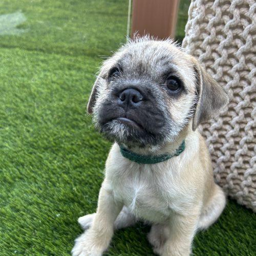 Enlarge Ember, a Adoptable mixed breed in Henderson, NV image 3/3