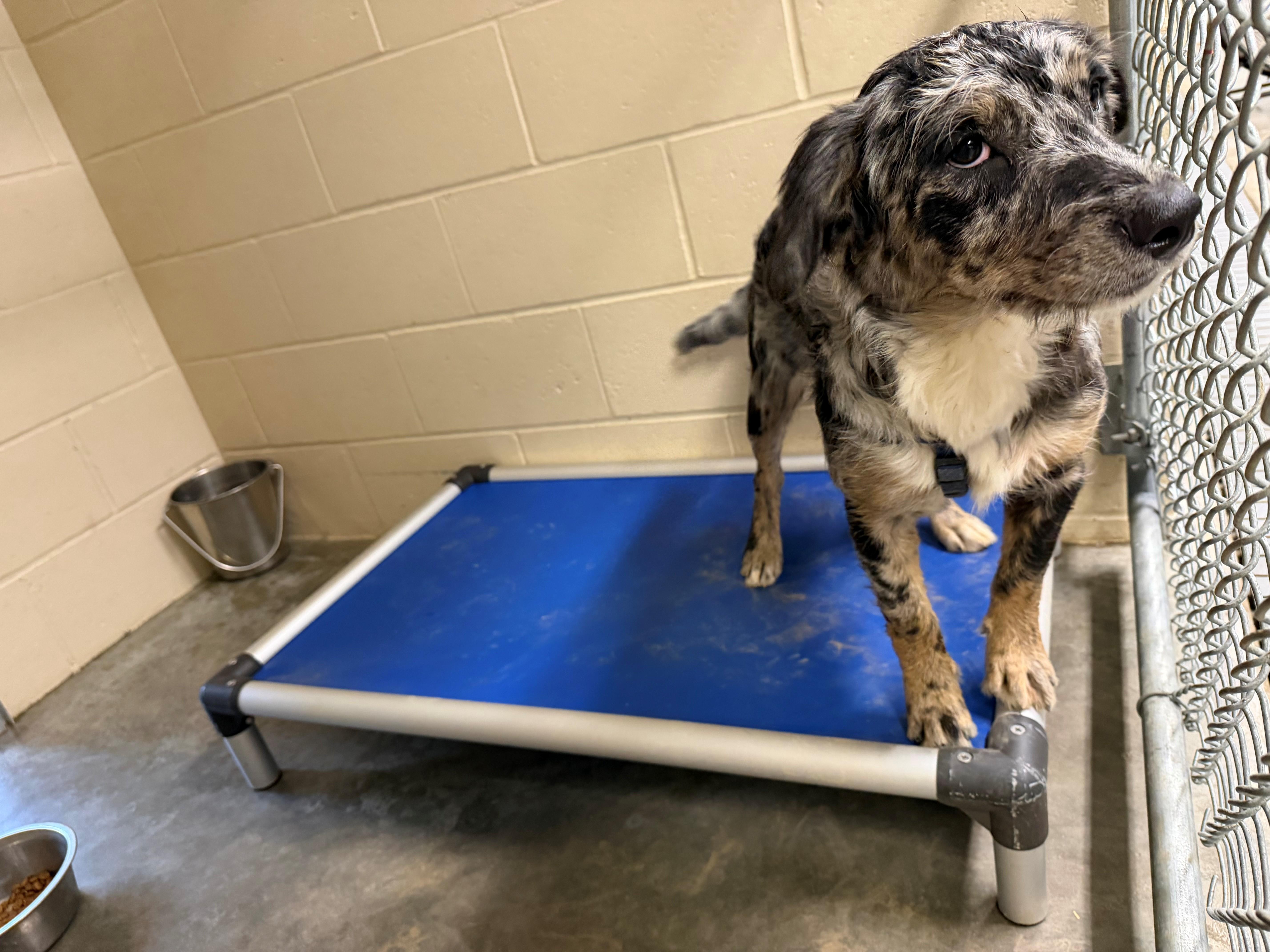Notebook, ADOPTABLE, Young Female Australian Shepherd.