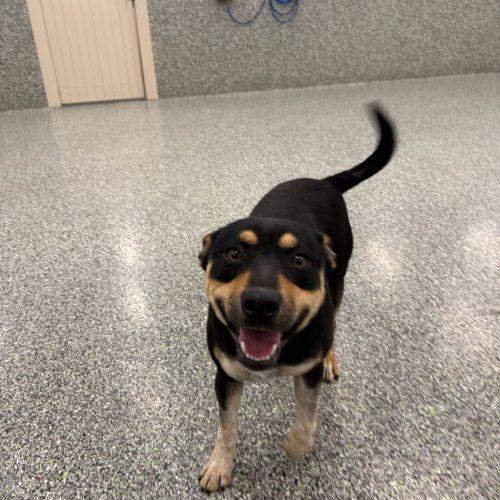 Pork, Adoptable, Young Male Cattle Dog & Mixed Breed.