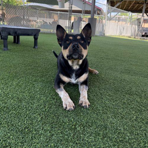 Pork, a Adoptable mixed breed in Vancouver, WA image 2/5