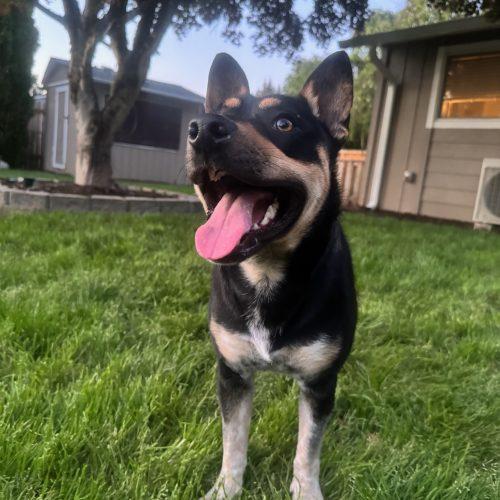 Pork, a Adoptable mixed breed in Vancouver, WA image 3/5
