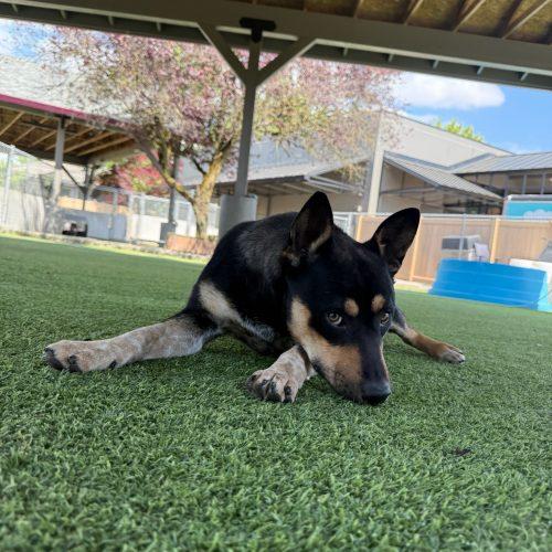 Pork, a Adoptable mixed breed in Vancouver, WA image 4/5
