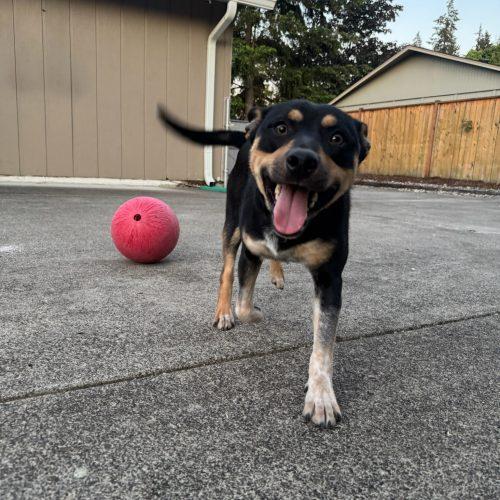 Pork, a Adoptable mixed breed in Vancouver, WA image 5/5