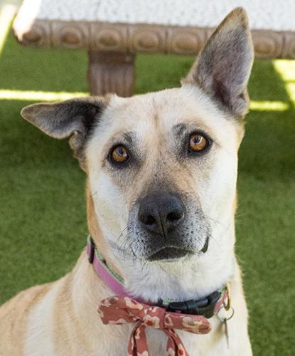 Sloth Bear, adoptable, Adult Female Shepherd.