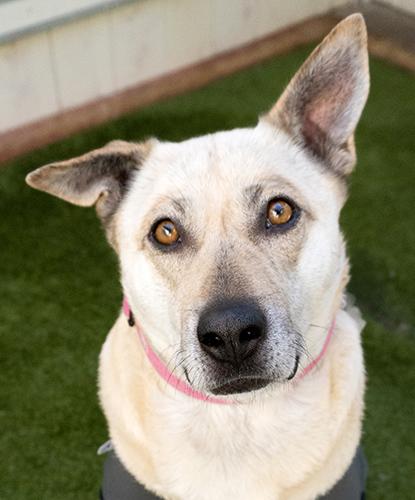 Enlarge Sloth Bear, an adoptable mixed breed in Encinitas, CA image 2/2