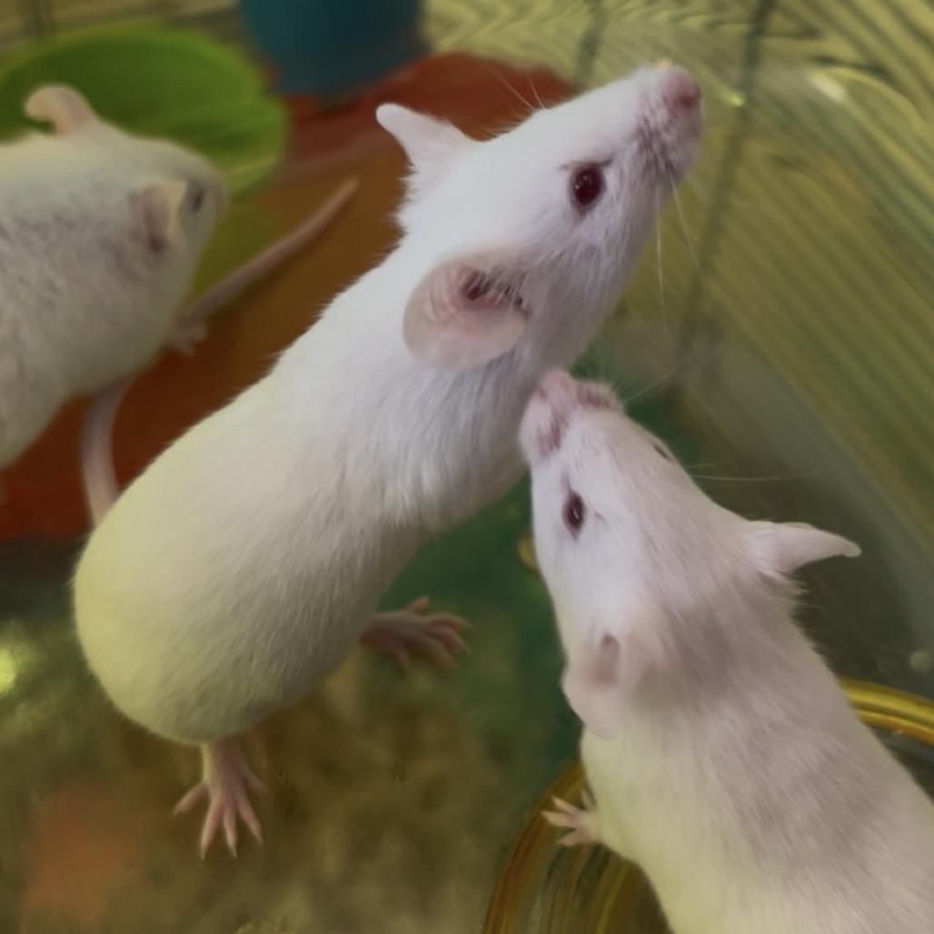 Enlarge Swiss, a Adoptable Mouse in Clearwater, FL image 1/2