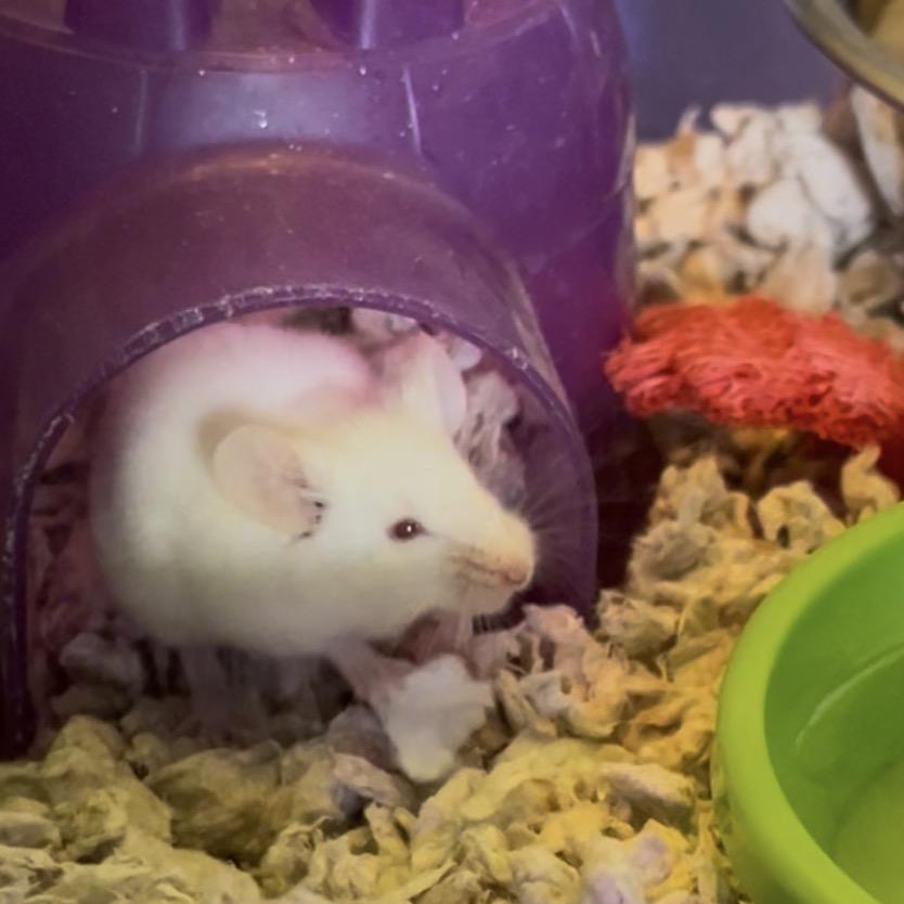 Enlarge Swiss, a Adoptable Mouse in Clearwater, FL image 2/2