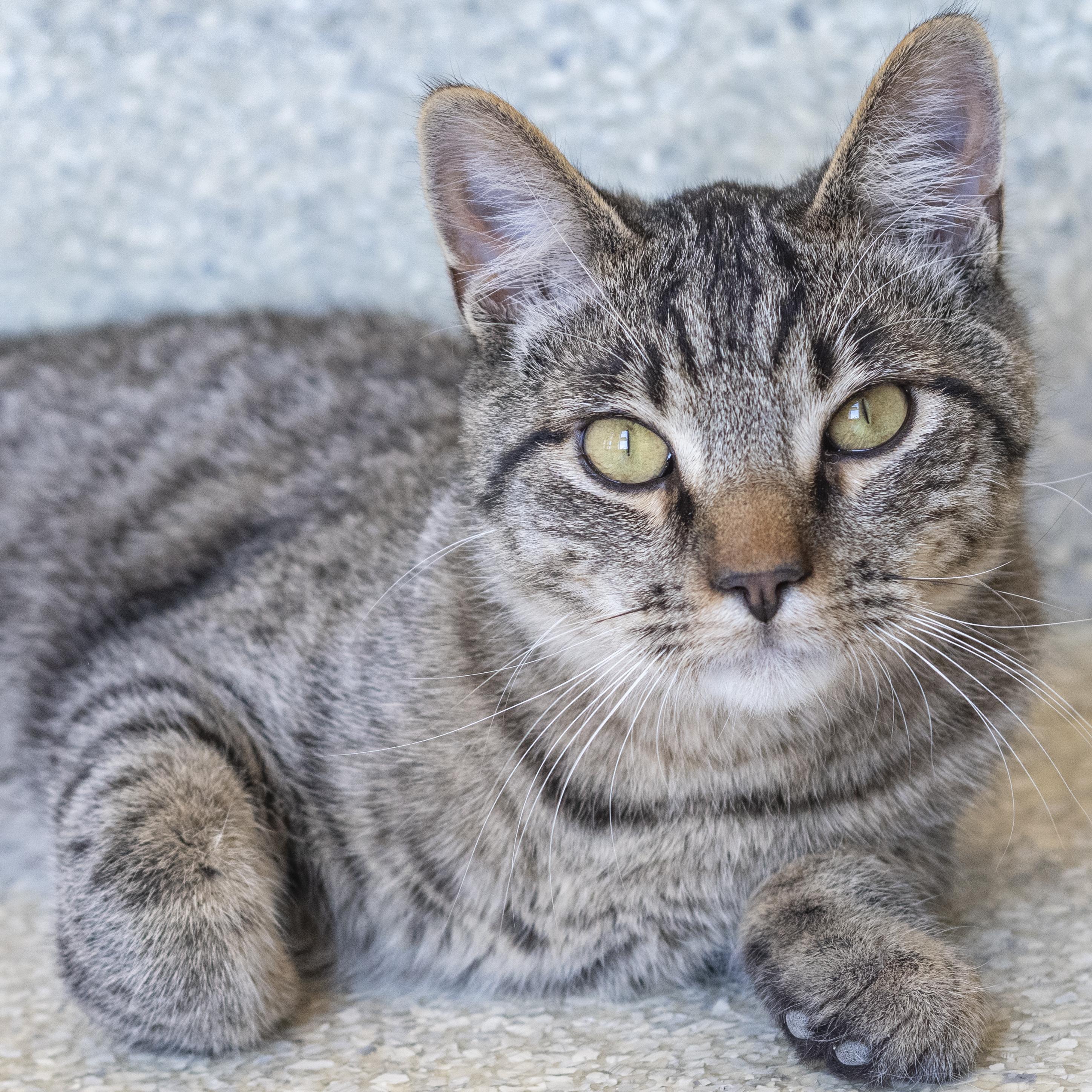 Axl, Adoptable, Young Male Domestic Short Hair.